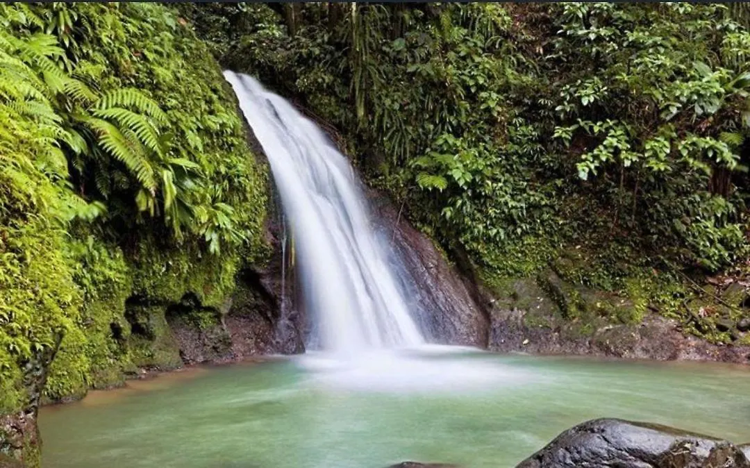 Gite Tropicool Dans Jardin Tropical A Sainte-Anne サンタンヌ